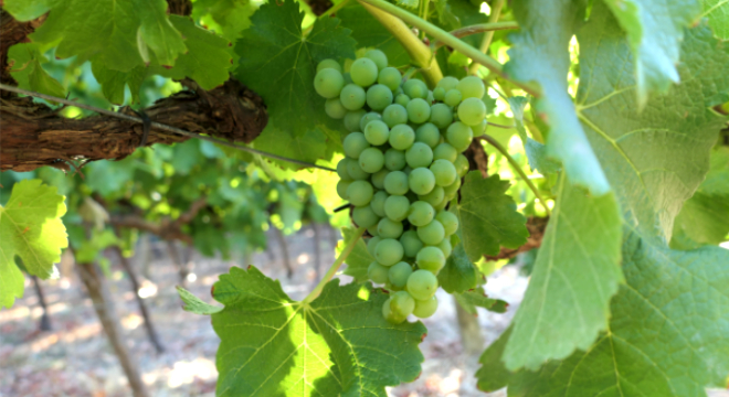 Cornelia Sauvignon-Blanc Vineyard Hout Bay Cornelia Sauvignon-Blanc Vine